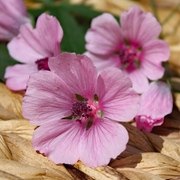 Mauretanische Malve Mauretanische Malve